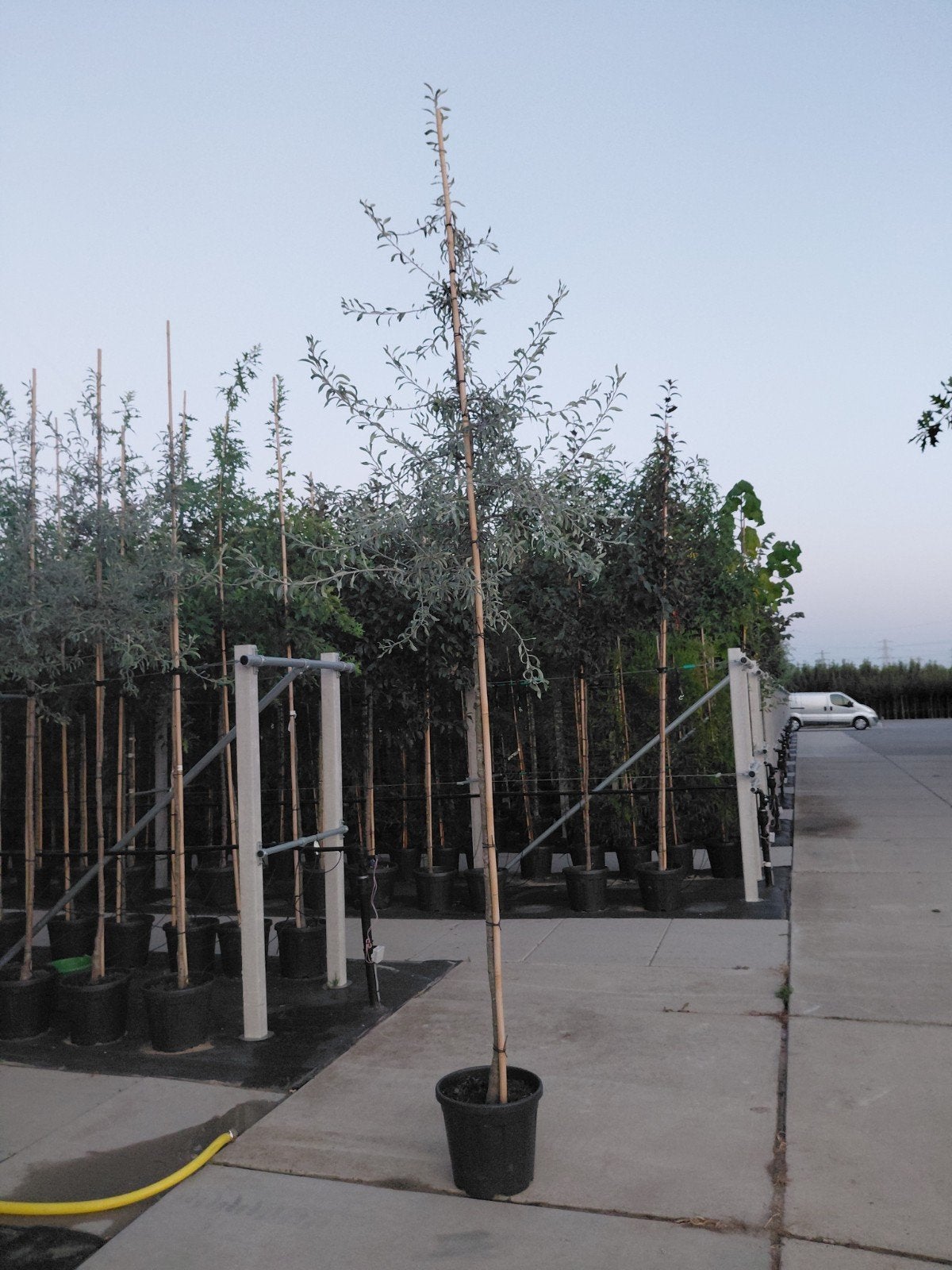 pyrus salicifolia 'Pendula