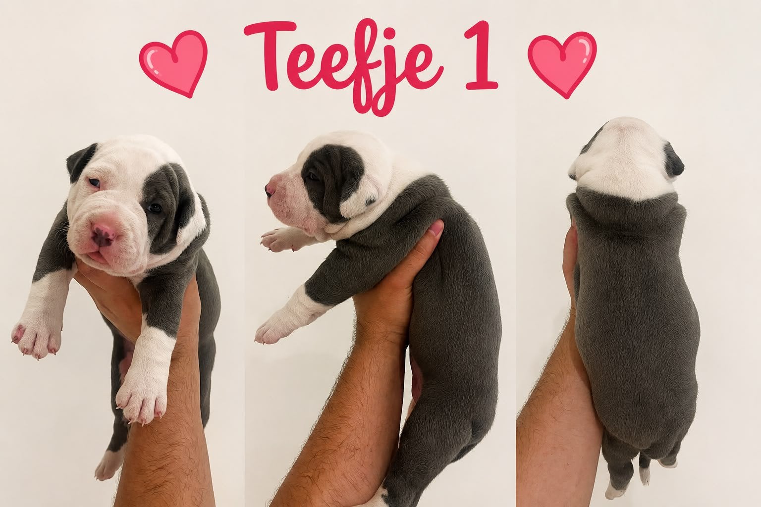 Amerikaanse Stafford Pups, België, Particulier, 8 tot 15 weken, American Staffordshire Terriër