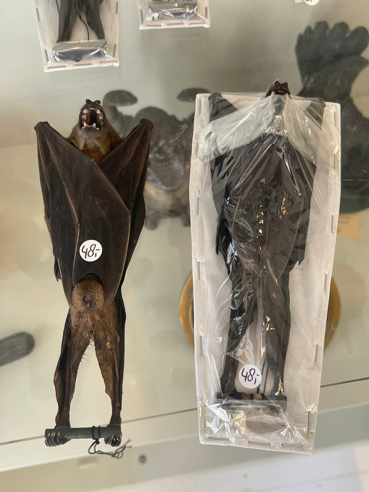Opgezetten vleermuis, Verzamelen, Dierenverzamelingen, Ophalen of Verzenden, Zo goed als nieuw, Beeldje of Figuurtje