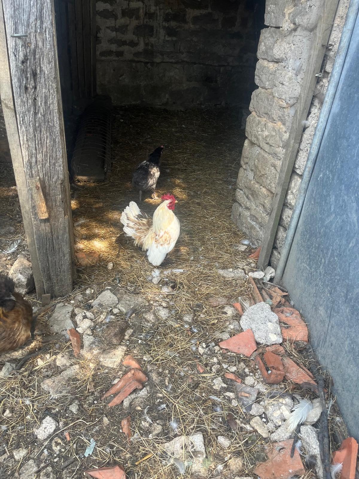 Serama hanen en hennen, Dieren en Toebehoren, Pluimvee, Meerdere dieren, Kip