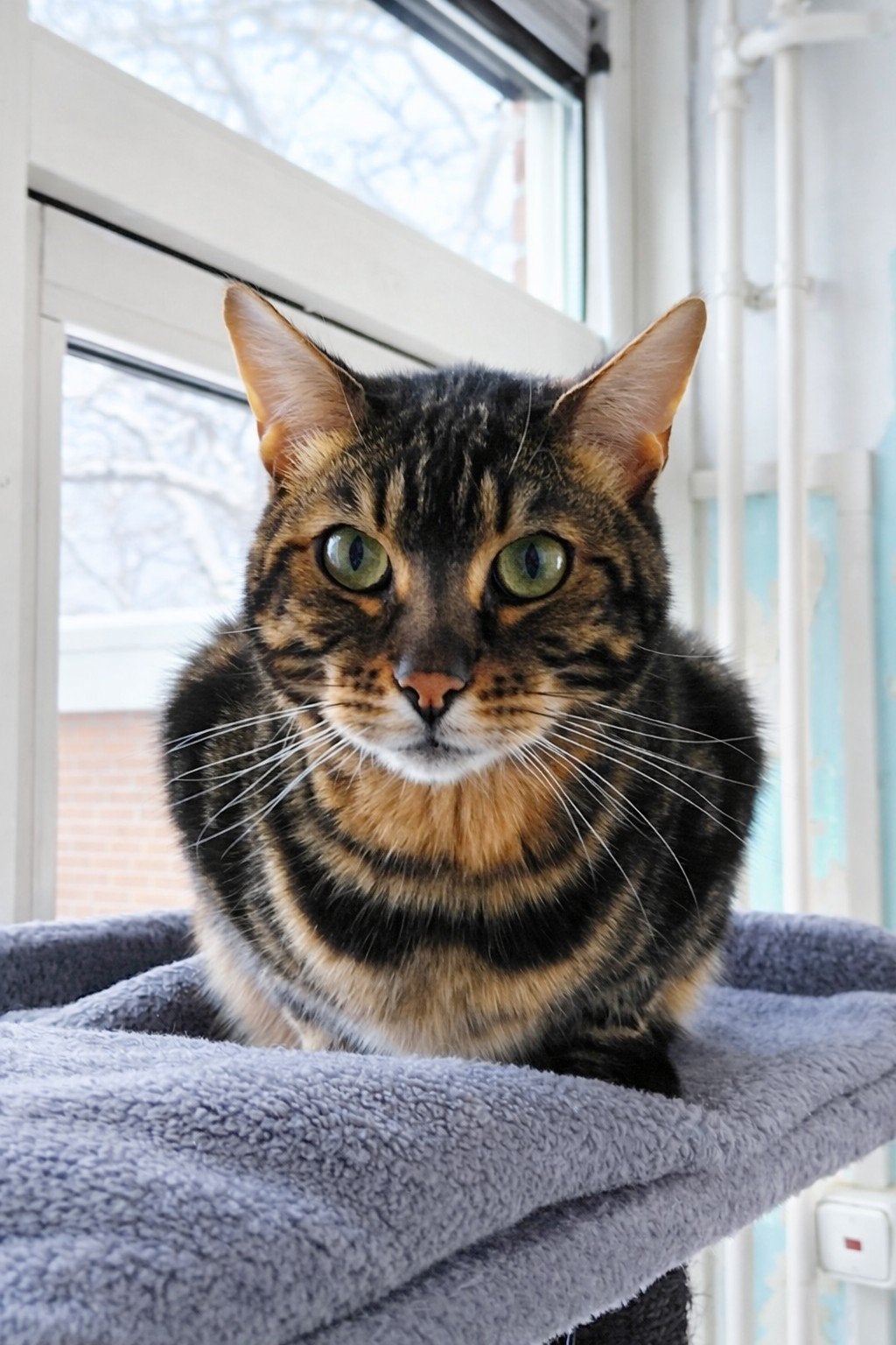 Nieuw baasje gezocht Bengaalse kat, Kater, Met stamboom, 3 tot 5 jaar