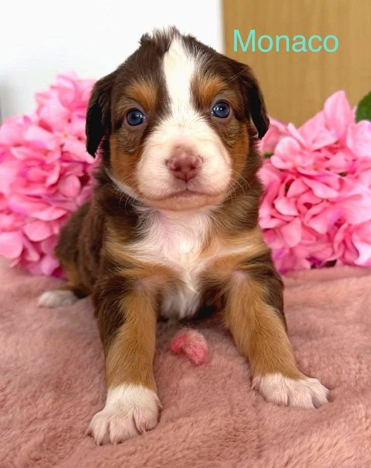 Mini Australian Shepherd pups, nestje, Dieren en Toebehoren, Fokker | Hobbymatig, CDV (hondenziekte), 8 tot 15 weken, Buitenland