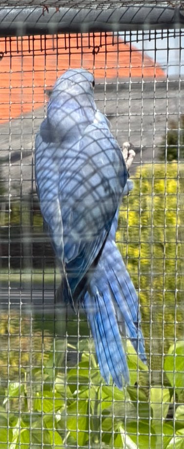 Violet opaline / bleekstaart., Mannelijk, Parkiet, Geringd