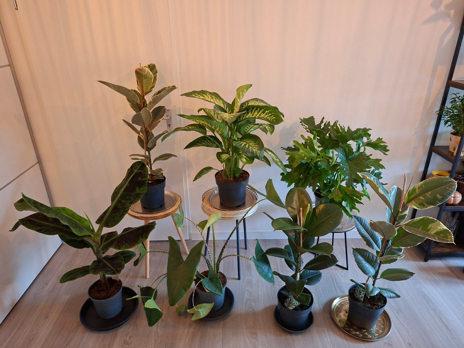 kamerplant Ficus Tineke Dieffenbachia Alocasia Philodendron, Ophalen, Ficus, Halfschaduw, Minder dan 100 cm
