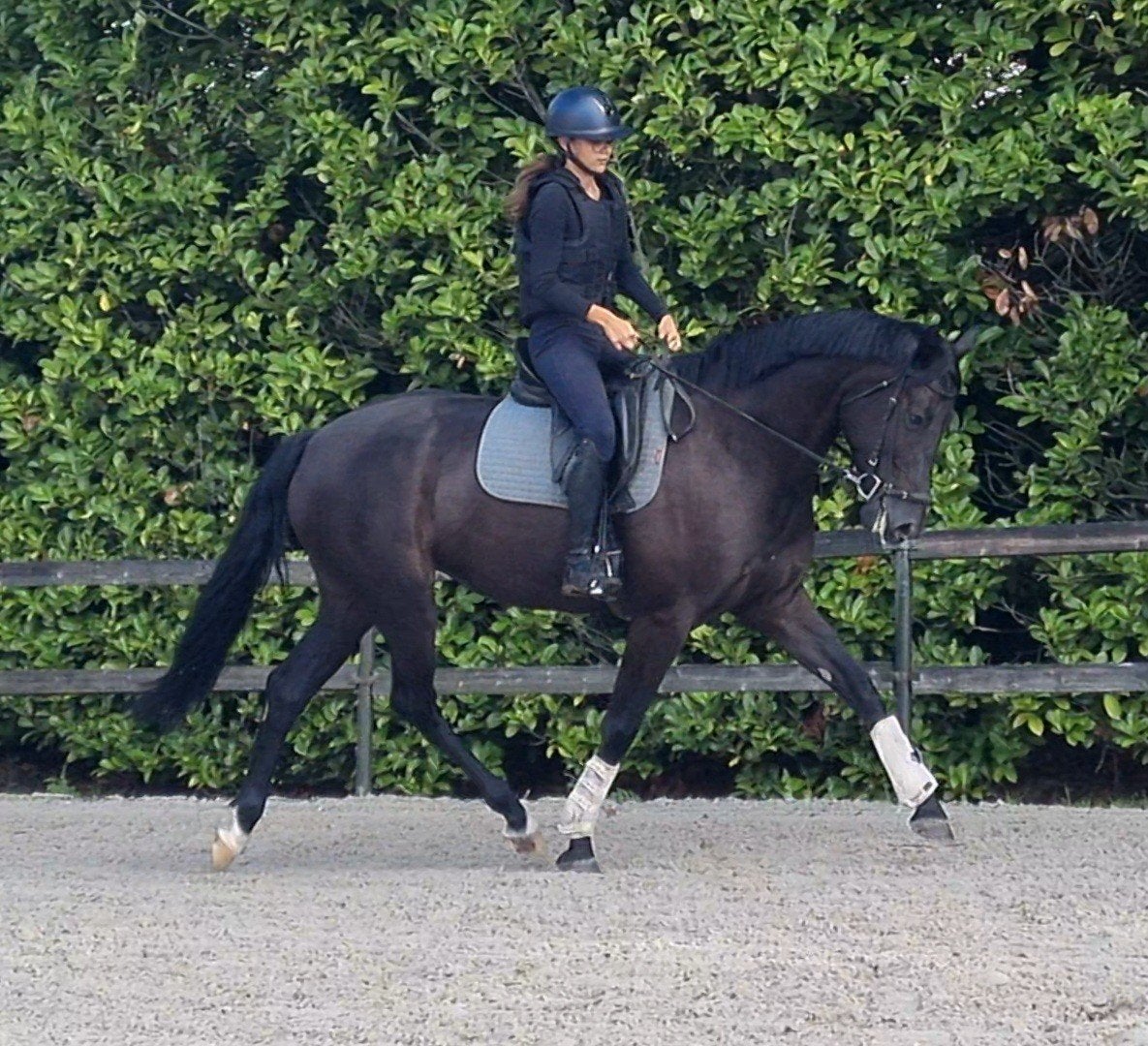 6 jarige merrie, Merrie, Met stamboom, Dressuurpaard, 3 tot 6 jaar