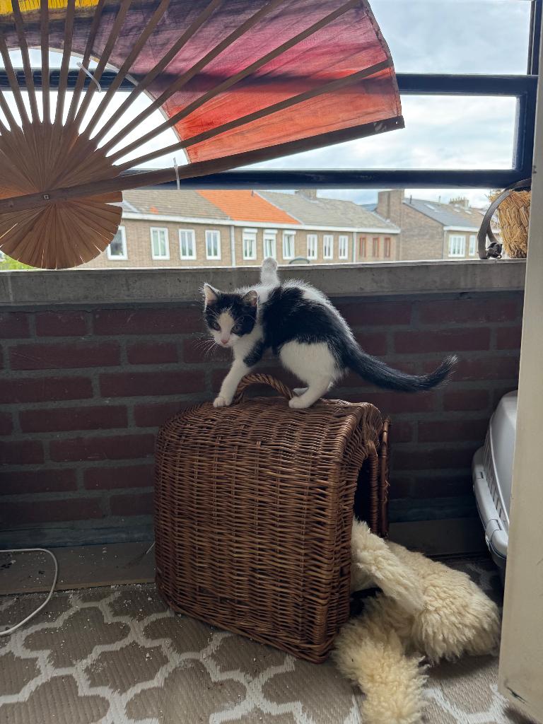 Cuty kitties kunnen nu nestje verlaten voor new family, Meerdere dieren, Kortharig, 0 tot 2 jaar