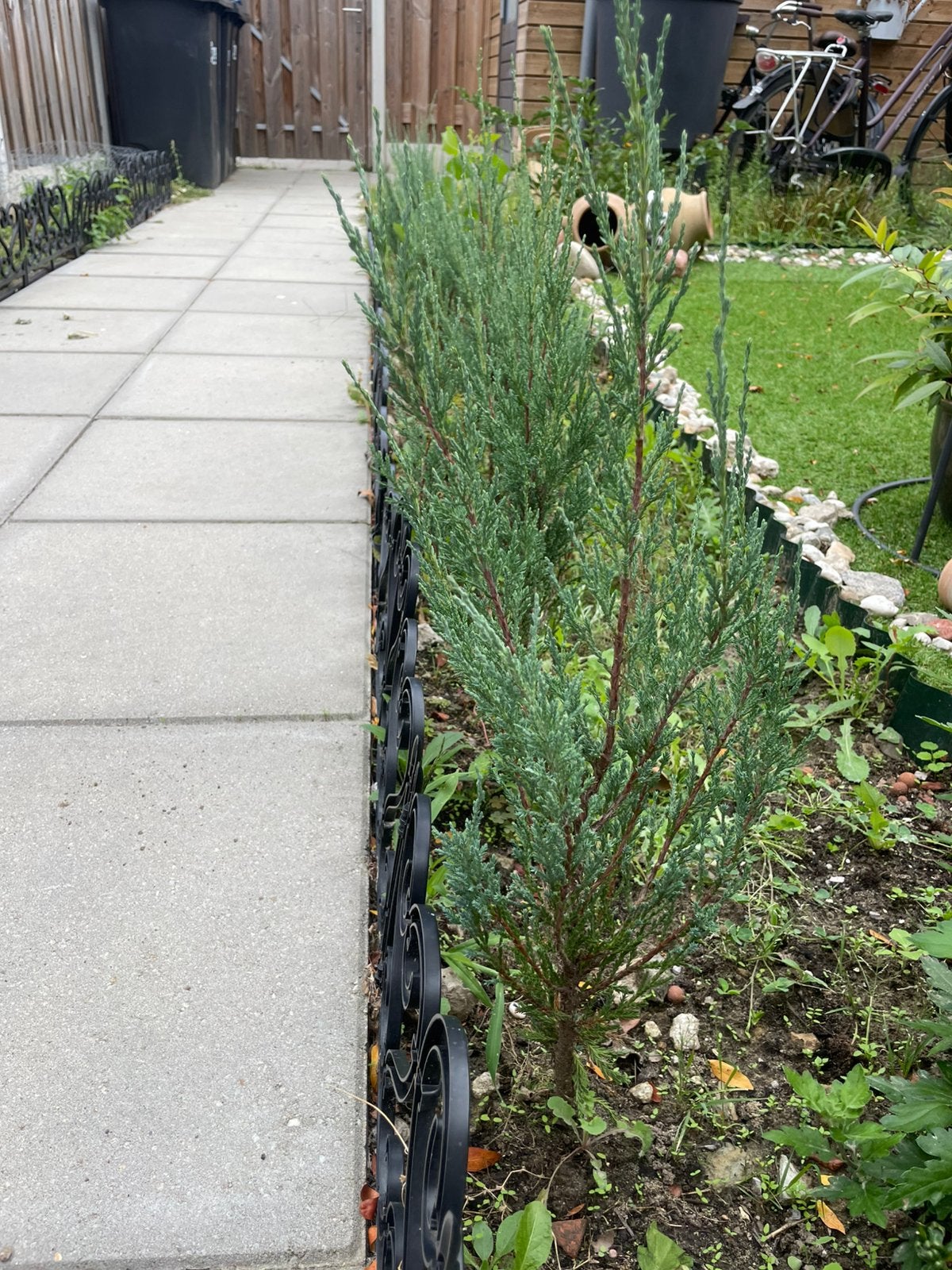 11x Juniperus 'Blue Arrow'coniferen / jeneverbes (ca. 60 cm), Ophalen, Bloeit niet, Overige soorten, Volle zon