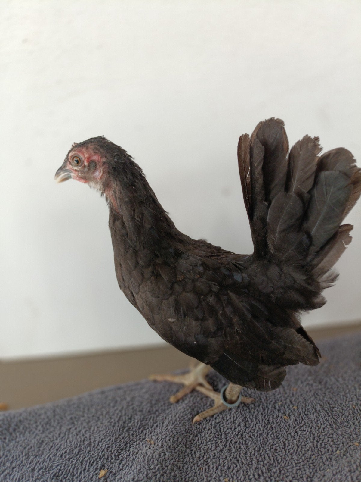 Serama hennen, Dieren en Toebehoren, Vrouwelijk, Kip