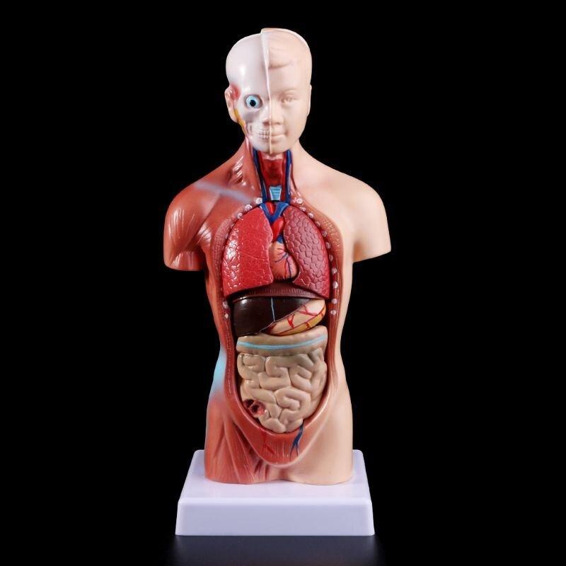 Anatomiemodel Menselijke Licham - Torso, Diversen, Schoolbenodigdheden, Ophalen of Verzenden, Nieuw