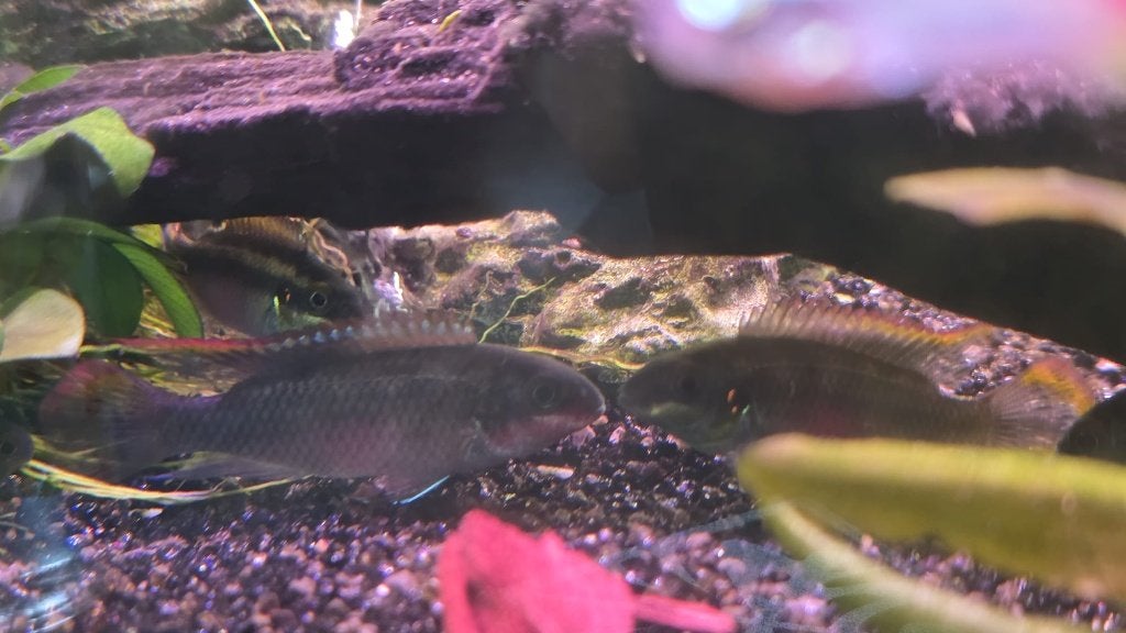 Kersenbuik cichliden, Vis, Zoetwatervis