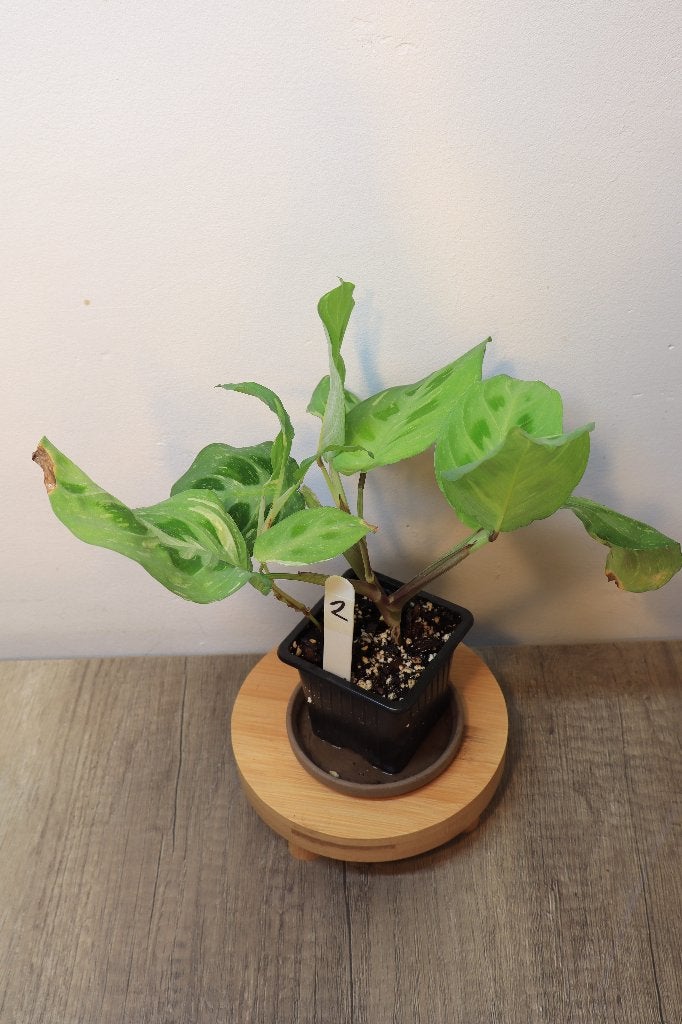 Maranta Kerchoveana Variegata #2, Ophalen, Overige soorten, Halfschaduw, In pot