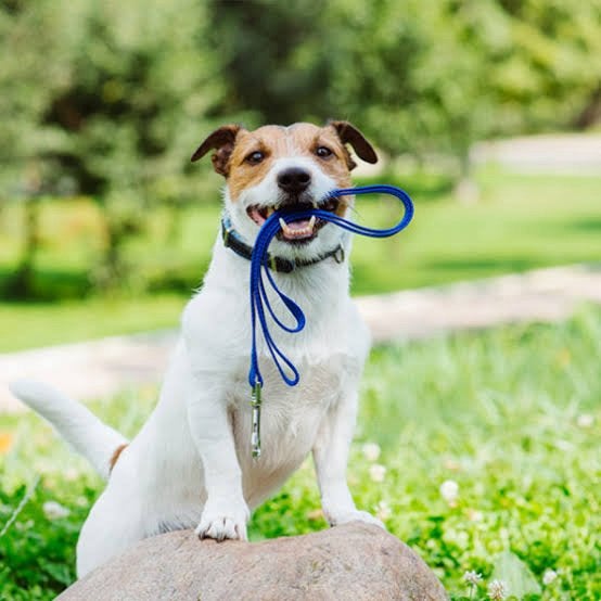 Honden uitlaten, Ophalen of Verzenden, Nieuw