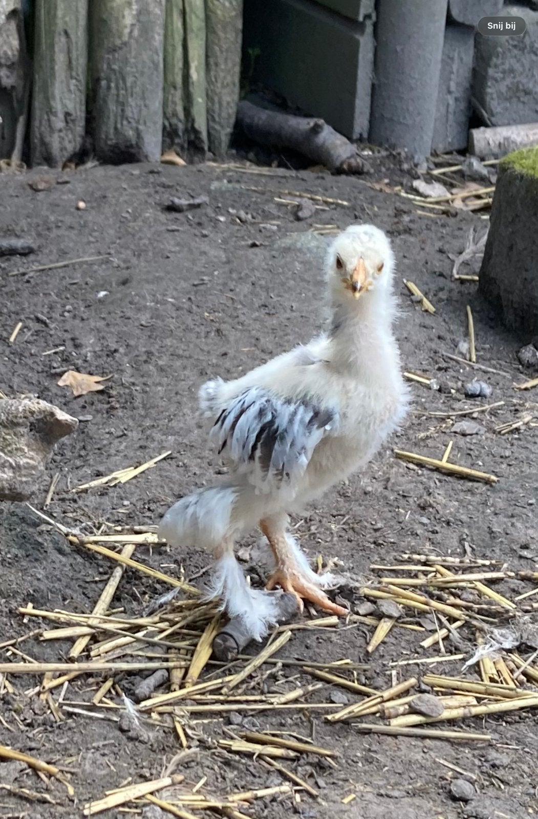 Pluimvee jonge brahma hanen, Mannelijk, Kip