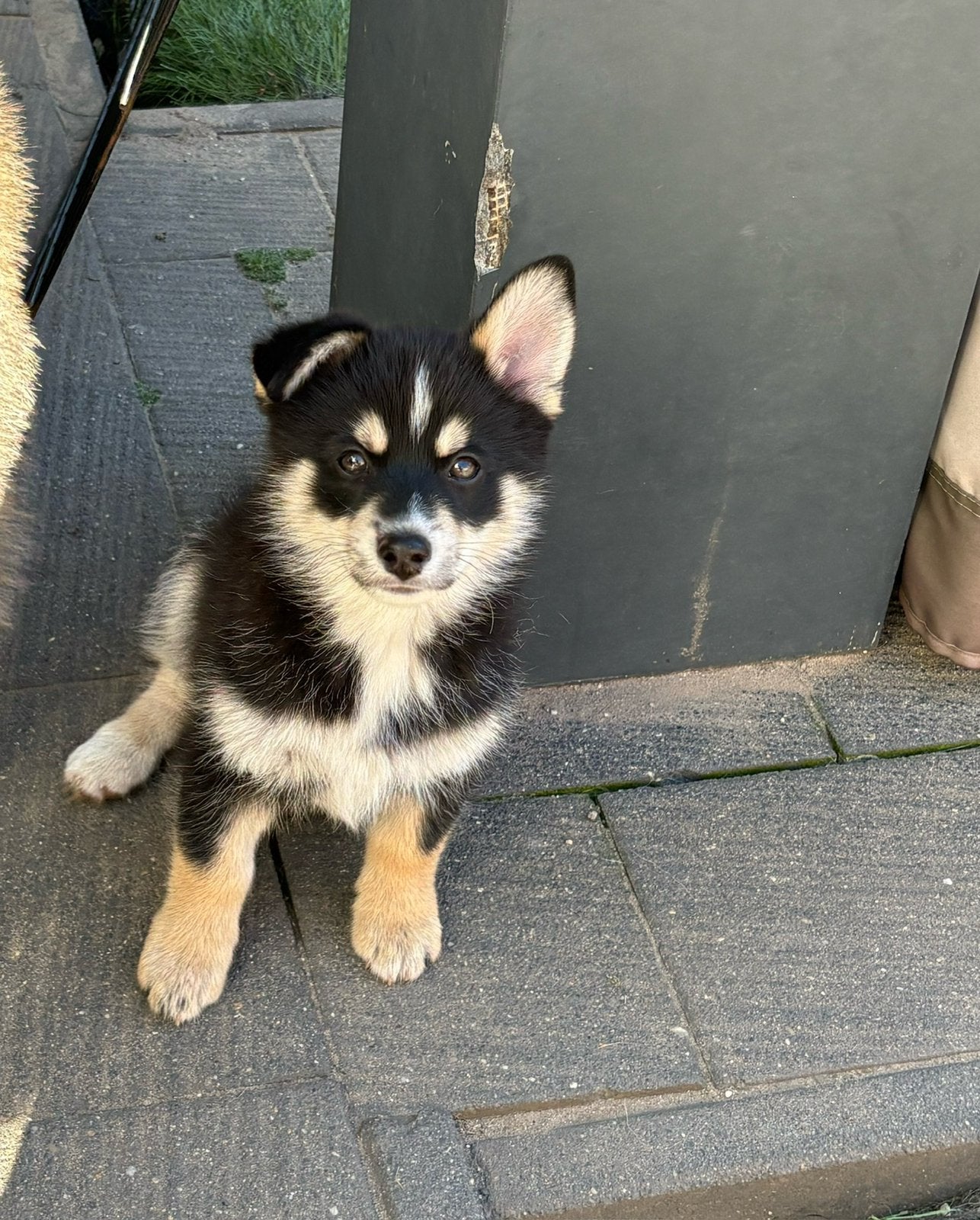 Prachtige Pomsky pup!!!!, Overige rassen, 8 tot 15 weken, Parvo, Meerdere