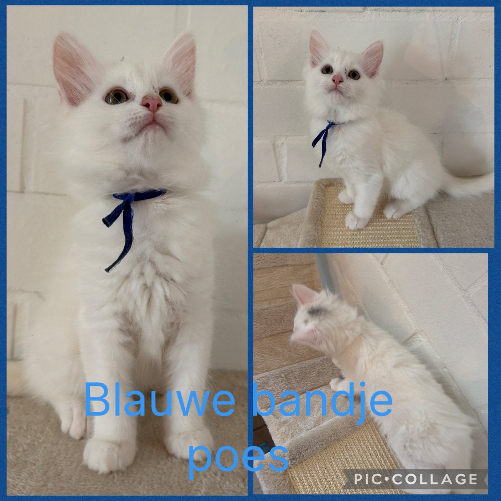 Maine coon kittens, Meerdere dieren, Ontwormd