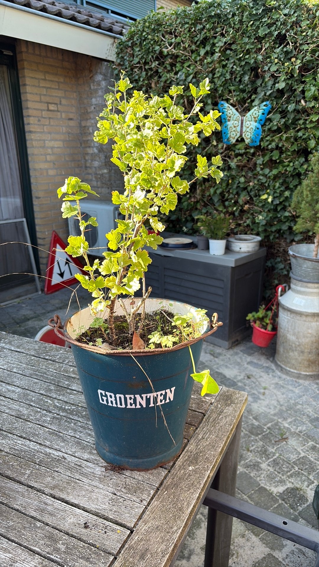 3 oude emmers aardappel groenten  en blanco, Ophalen of Verzenden, Vaste plant
