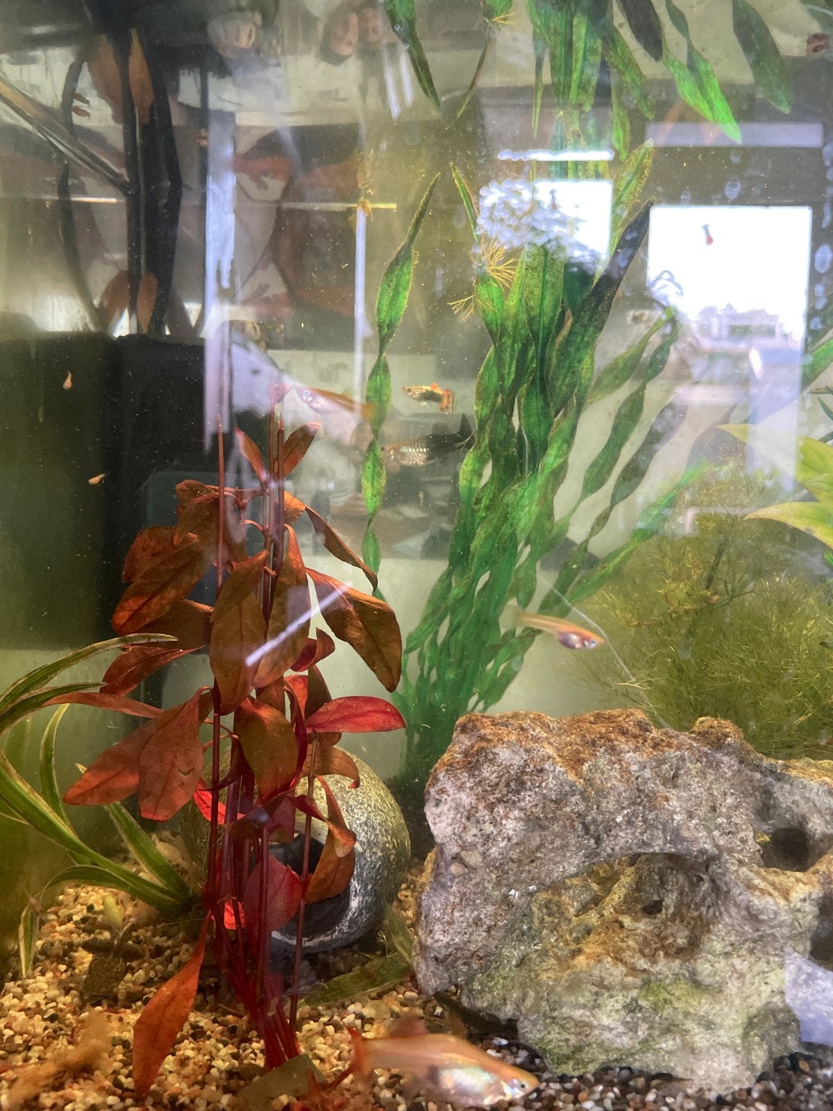 Kleine Guppies (gratis), Dieren en Toebehoren, Vissen | Aquariumvissen, Vis