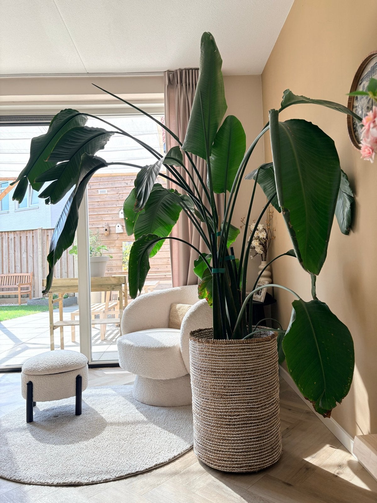 Plant - kamerplant - Strelitzia Nicolai in rieten pot, Ophalen, 200 cm of meer, Overige soorten, In pot
