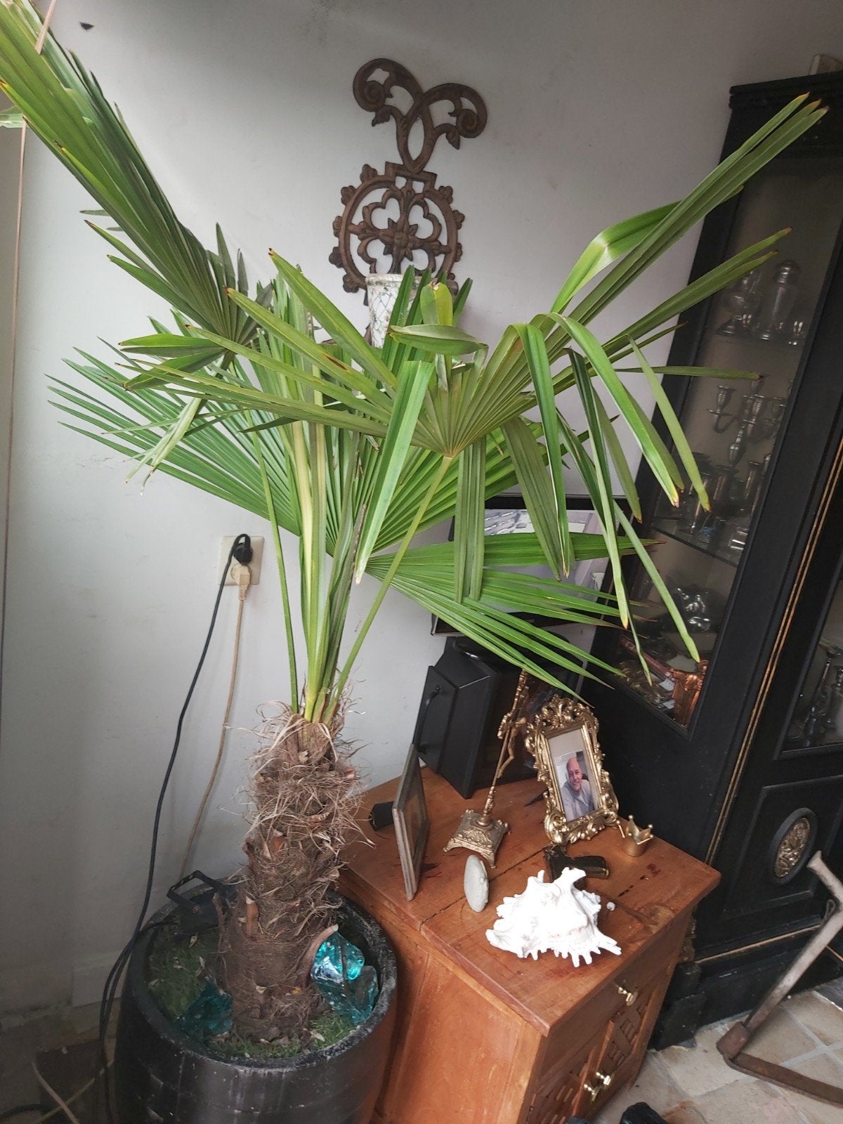 Grote palmboom in pot - Ideaal voor binnen of buiten, Palm, In pot, 150 tot 200 cm, Groene kamerplant