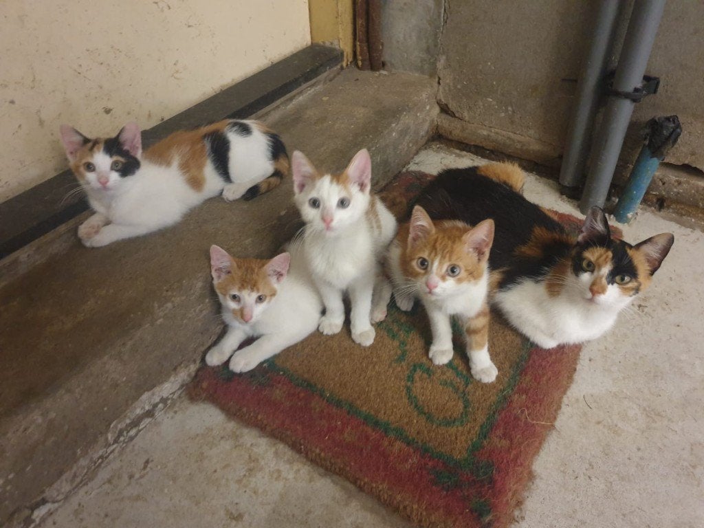 kitten, Dieren en Toebehoren, Katten en Kittens | Overige Katten, Geslacht onbekend, 0 tot 2 jaar