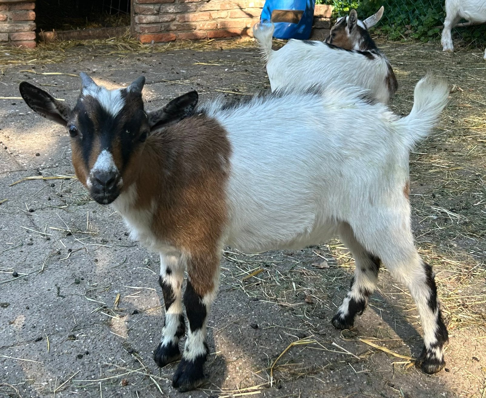 Dwergbokje, Mannelijk, Geit