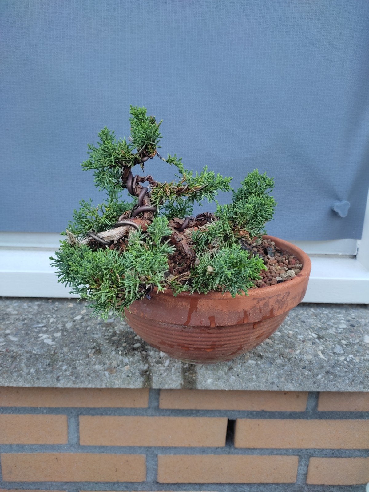 bonsai Juniper met pot 30 cm, Tuin en Terras, Planten | Bomen, Volle zon, Bloeit niet, Minder dan 100 cm, Overige soorten