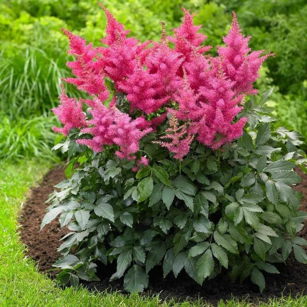 Astilbe pluimspirea in P9 (kleur onbekend, extra goedkoop), Volle zon, Vaste plant, Zomer, Ophalen