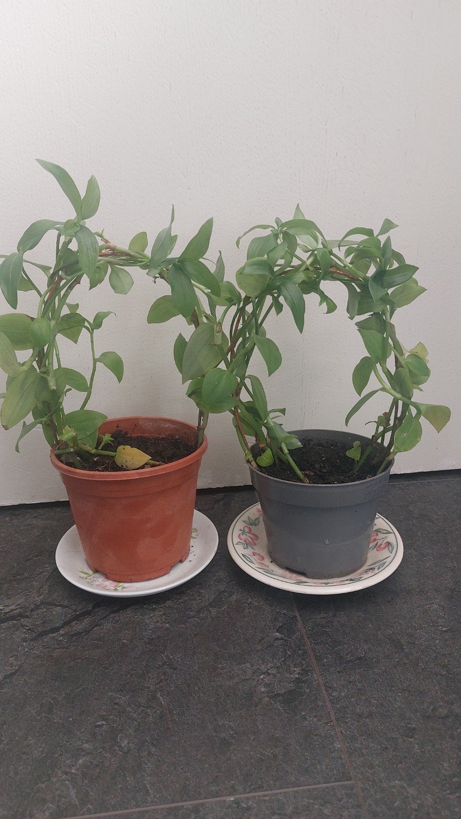 Tradescantia green 2x, Tuin en Terras, Ophalen of Verzenden, Overige soorten, Volle zon
