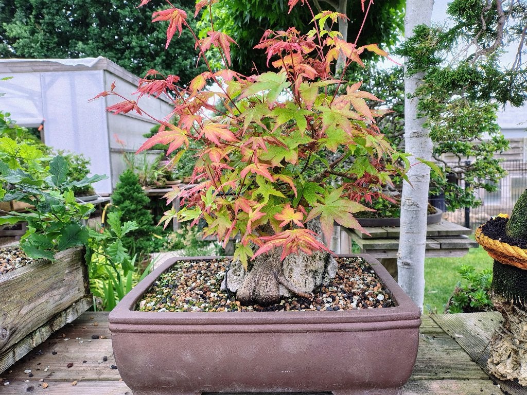 Acer palmatum op rots, Bloeit niet, Halfschaduw, Overige soorten, Minder dan 100 cm