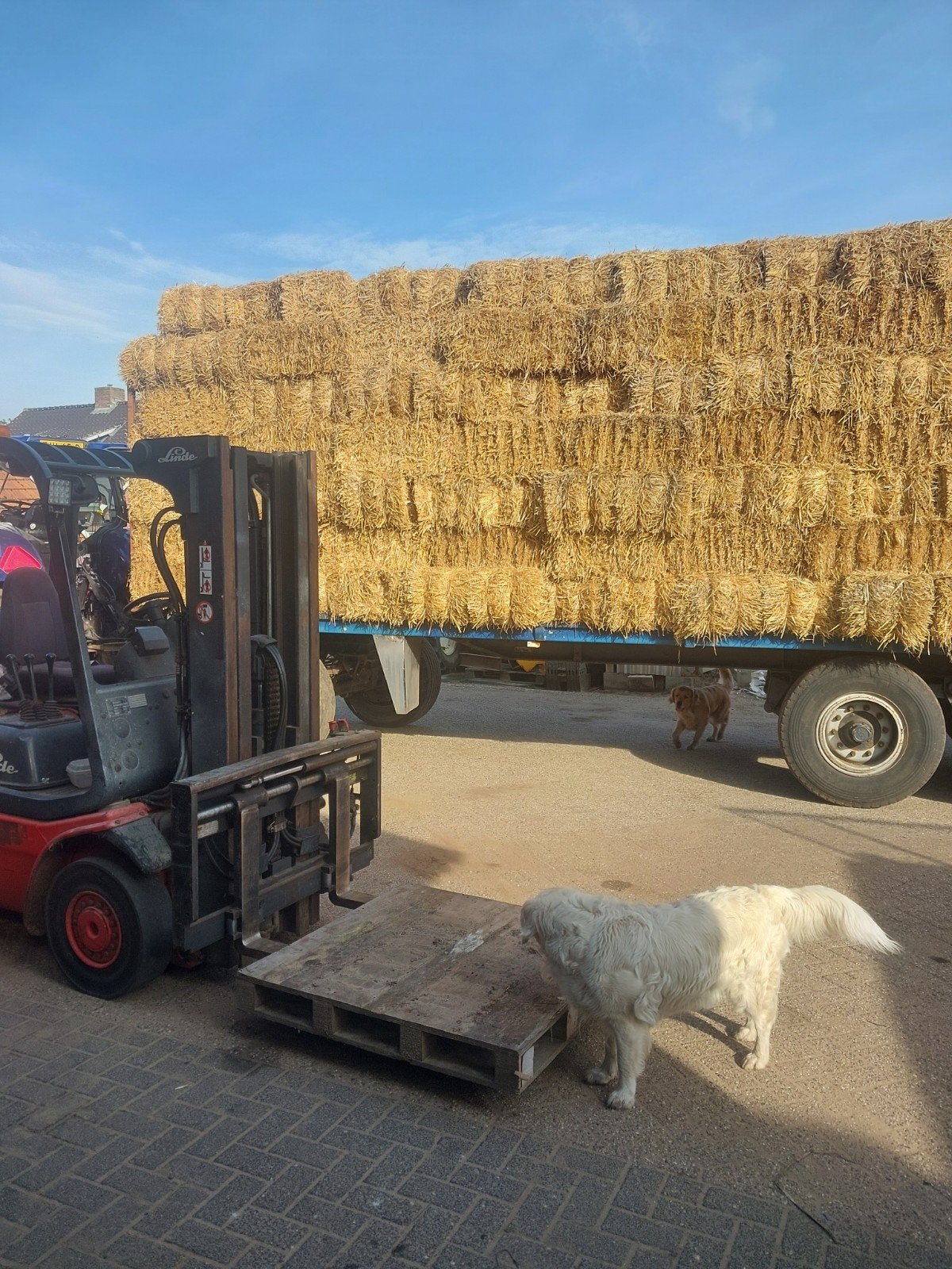 strobalen te koop, Ophalen of Verzenden, Vee