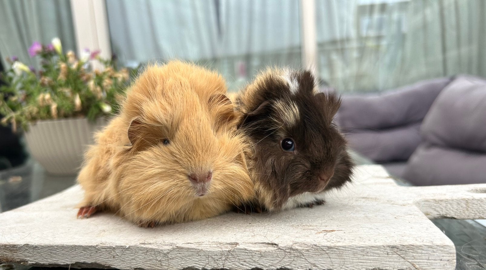 Twee raszuivere Peruvian broers, Mei, Mannelijk, Cavia