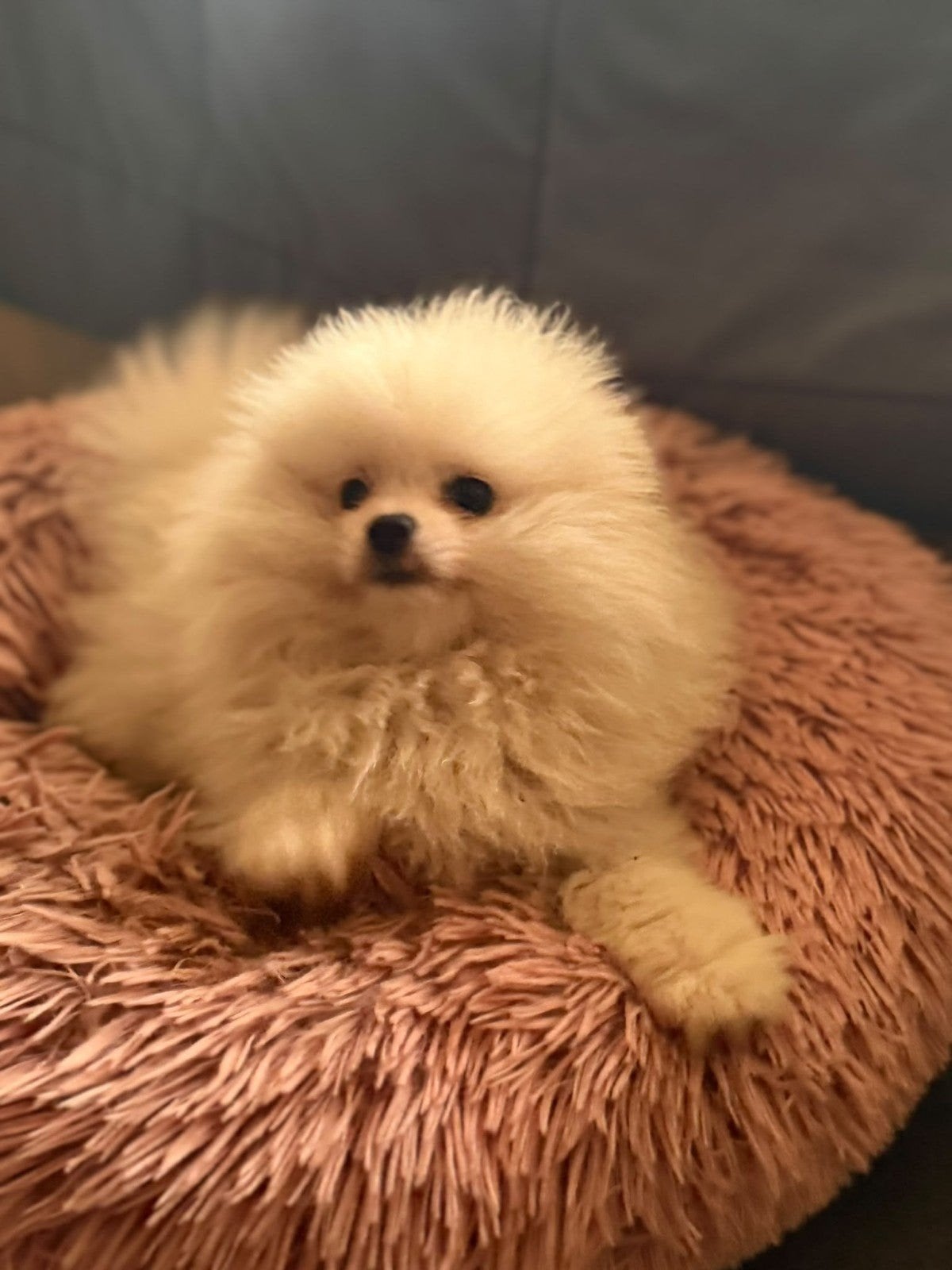 PRACHTIGE POMERIAAN PUPS, België, Particulier, 8 tot 15 weken, Poolhond