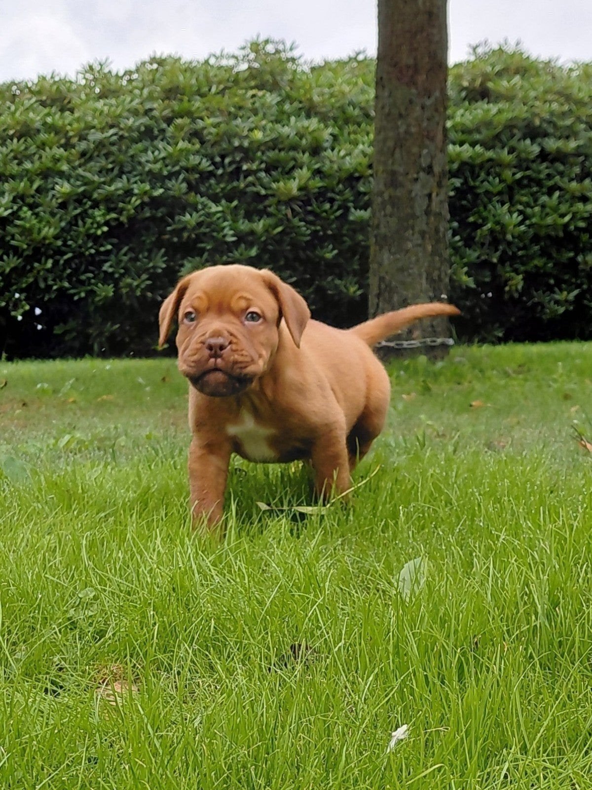 bordeaux dog pup 1 reutje, Overige rassen, 8 tot 15 weken, Meerdere, Meerdere dieren