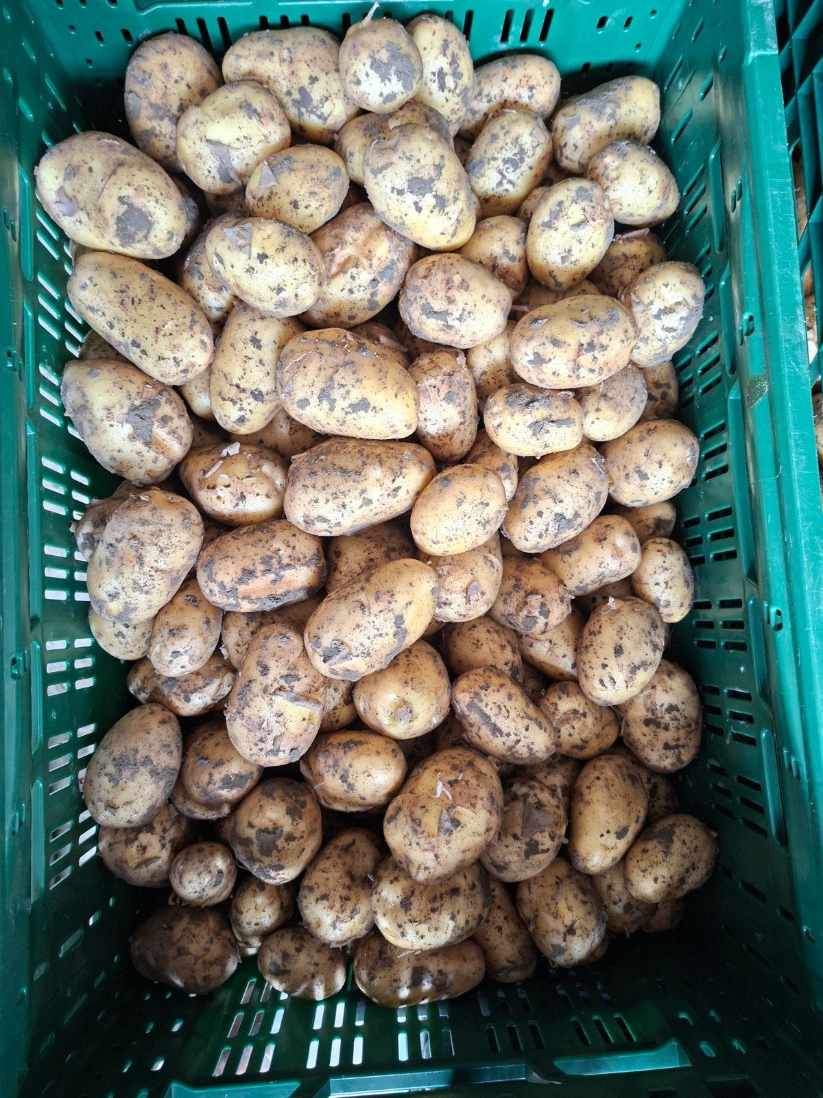 NIEUWE Aardappelen te koop, Ophalen