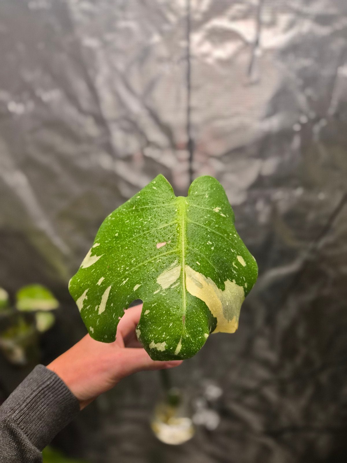 Monstera Deliciosa Umbrella, Overige soorten, In pot, Minder dan 100 cm, Bloeiende kamerplant