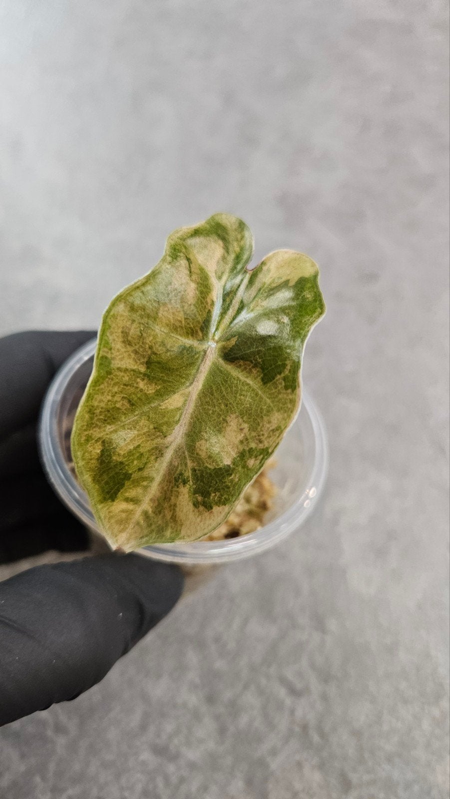 Alocasia 'Pseudosanderiana' Aurea Variegata, Ophalen of Verzenden, Halfschaduw, Minder dan 100 cm
