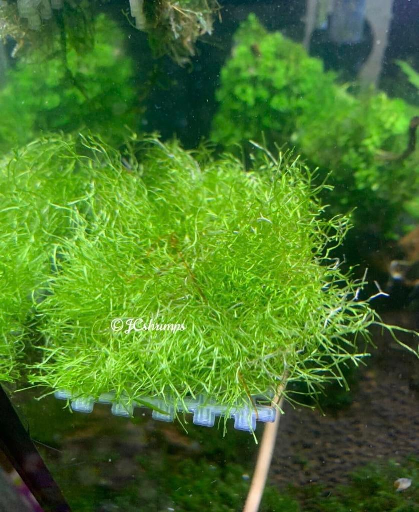 Riccia Fluitans | Aquarium mos, -, Nieuw, Ophalen of Verzenden, -