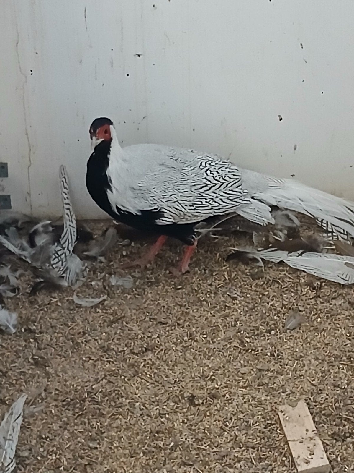 zilver fazant, Meerdere dieren, Overige soorten