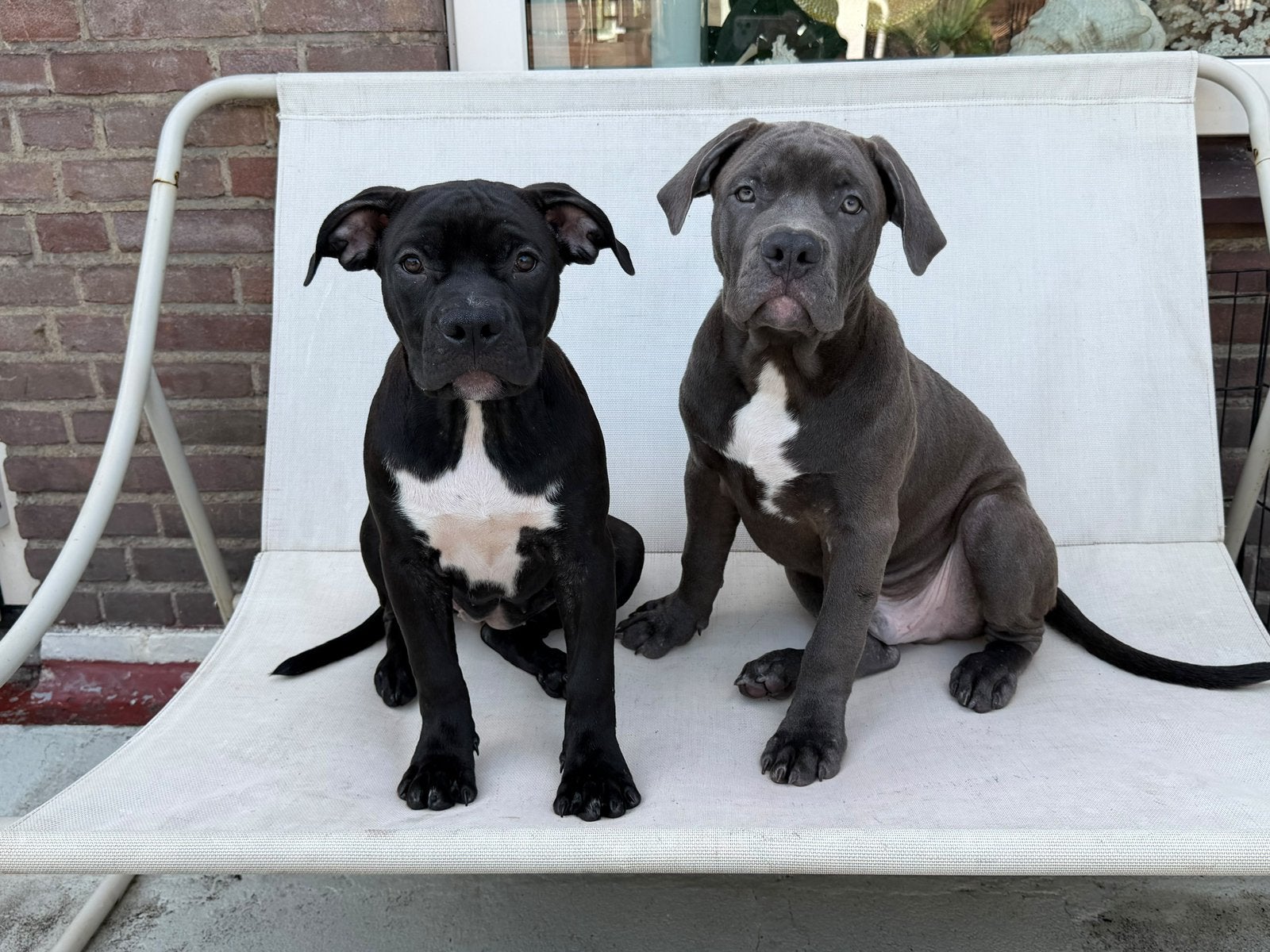 ABKC American Bully xl pups, Overige rassen, CDV (hondenziekte), 8 tot 15 weken, Meerdere