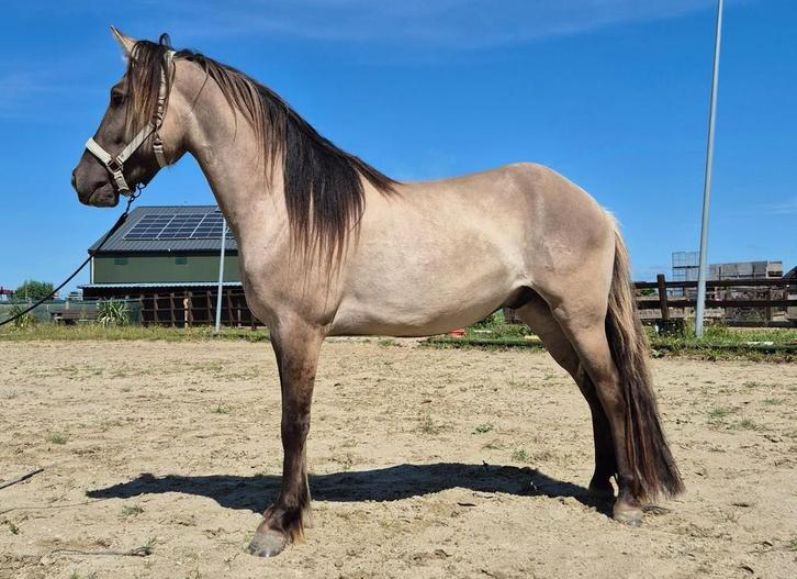 Diverse ponys te koop, Dieren en Toebehoren, Minder dan 160 cm, Met stamboom, 3 tot 6 jaar, Onbeleerd