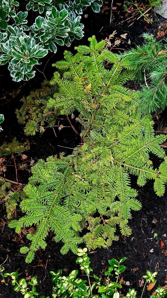 Limonenkleurige spar (Picea glauca ‘Conica’), Ophalen, Vaste plant, Overige soorten, Volle zon