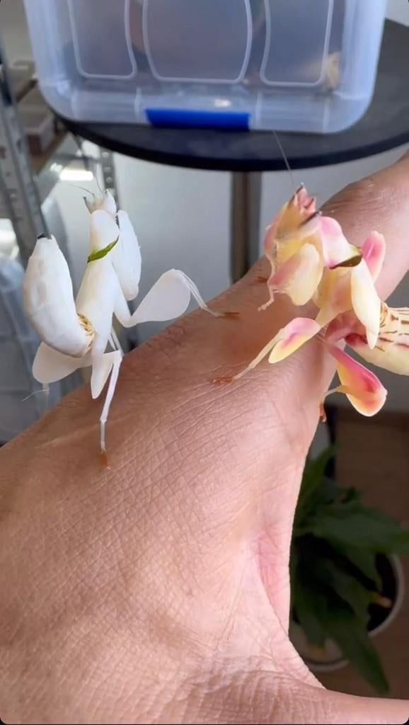 bidsprinkhaan, Dieren en Toebehoren, Insecten en Spinnen