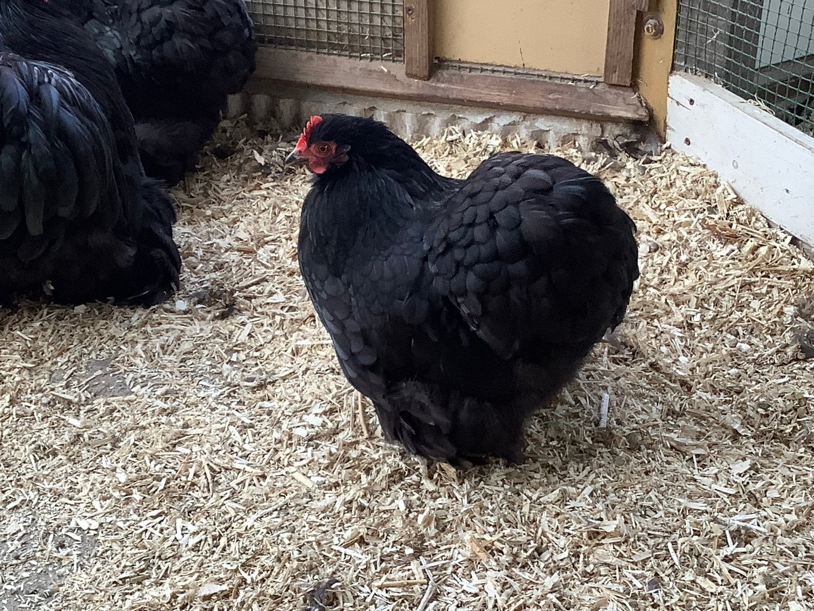 Cochin krielen, Dieren en Toebehoren, Pluimvee, Vrouwelijk, Kip