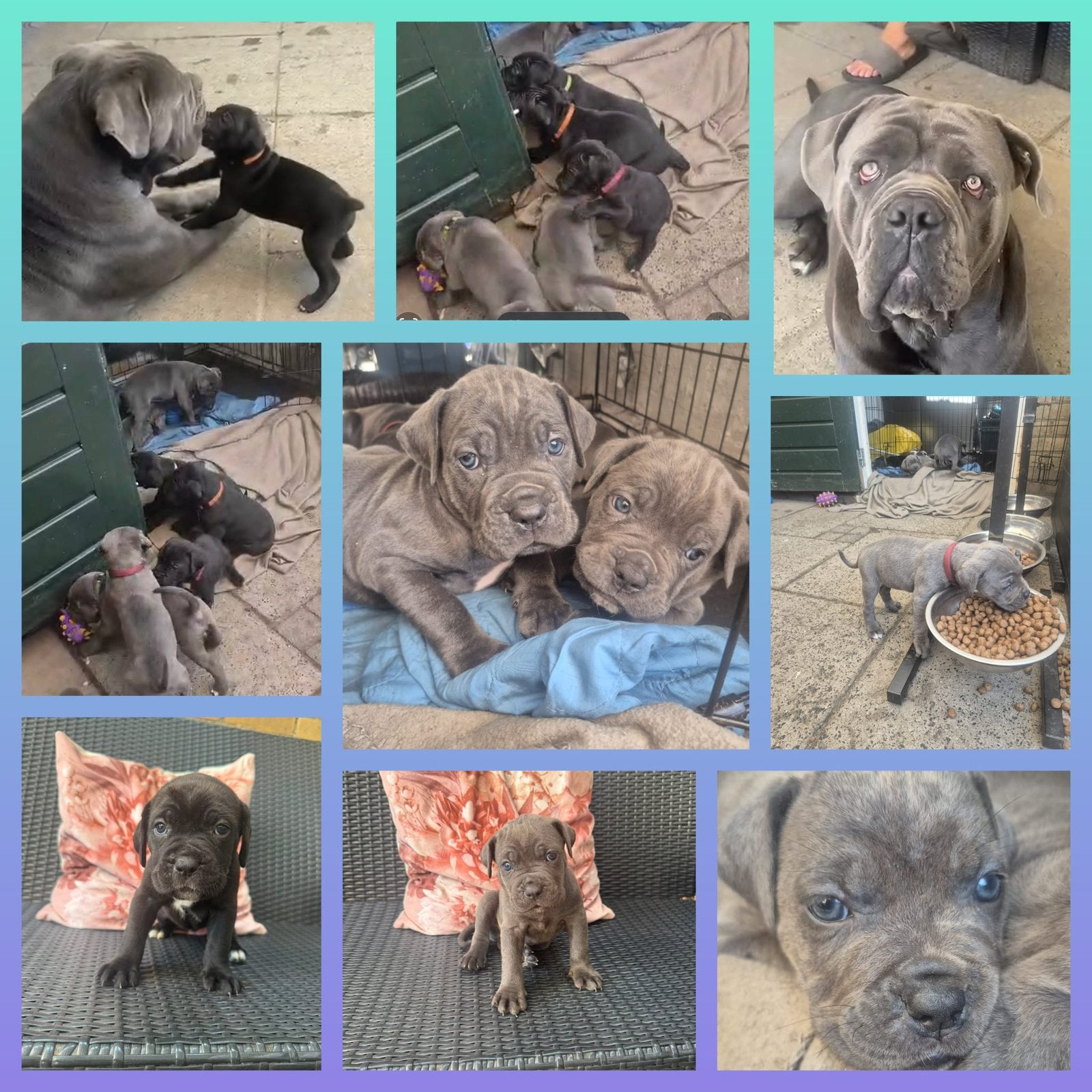 ❗️Nog 2❗️9 prachtige cane corso pups geboren, Dieren en Toebehoren, Honden | Bulldogs, Pinschers en Molossers, Overige rassen