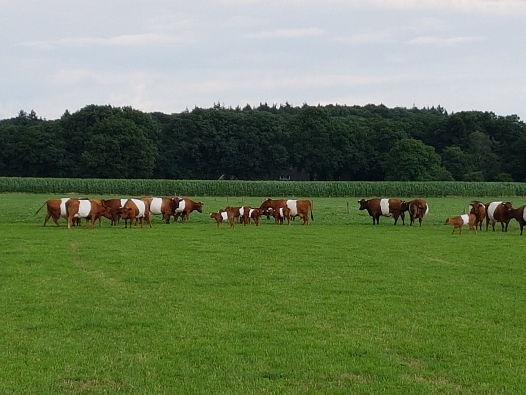 Rode Lakenvelder pinken en koeien (Gereserveerd), Vrouwelijk