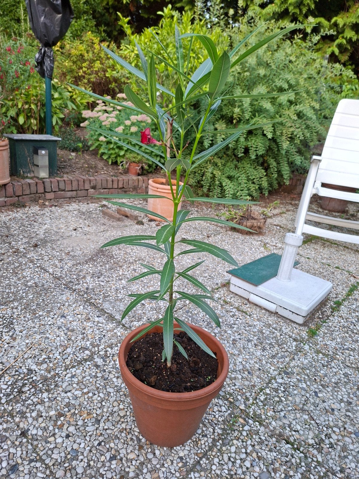Jonge Oleander plant in pot - Rode bloemen, Overige soorten, Volle zon, Vaste plant, Ophalen of Verzenden