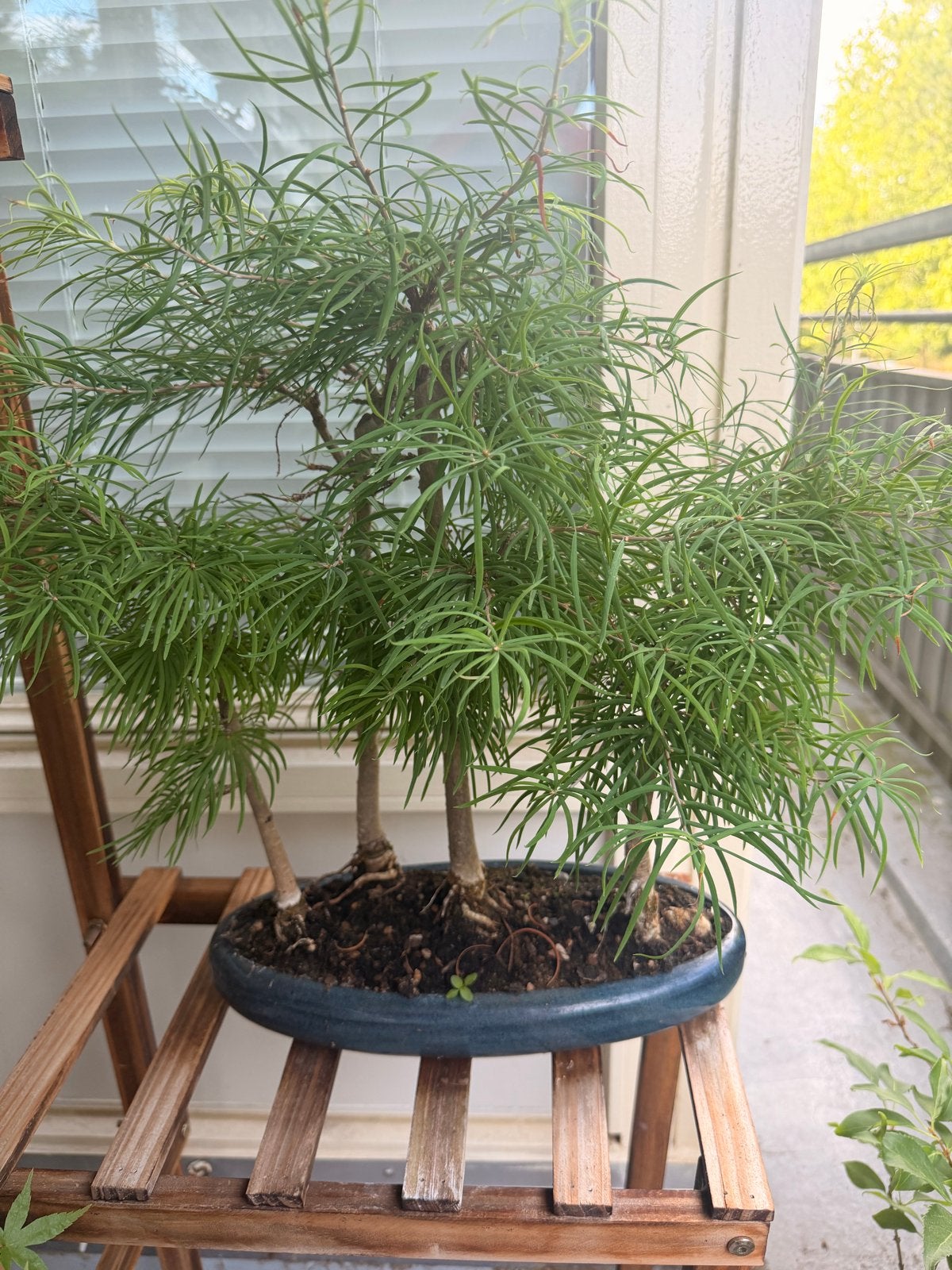 Lariks pseudo-bonsai - Unieke boom in pot, Overige soorten, Volle zon, Vaste plant, Ophalen of Verzenden