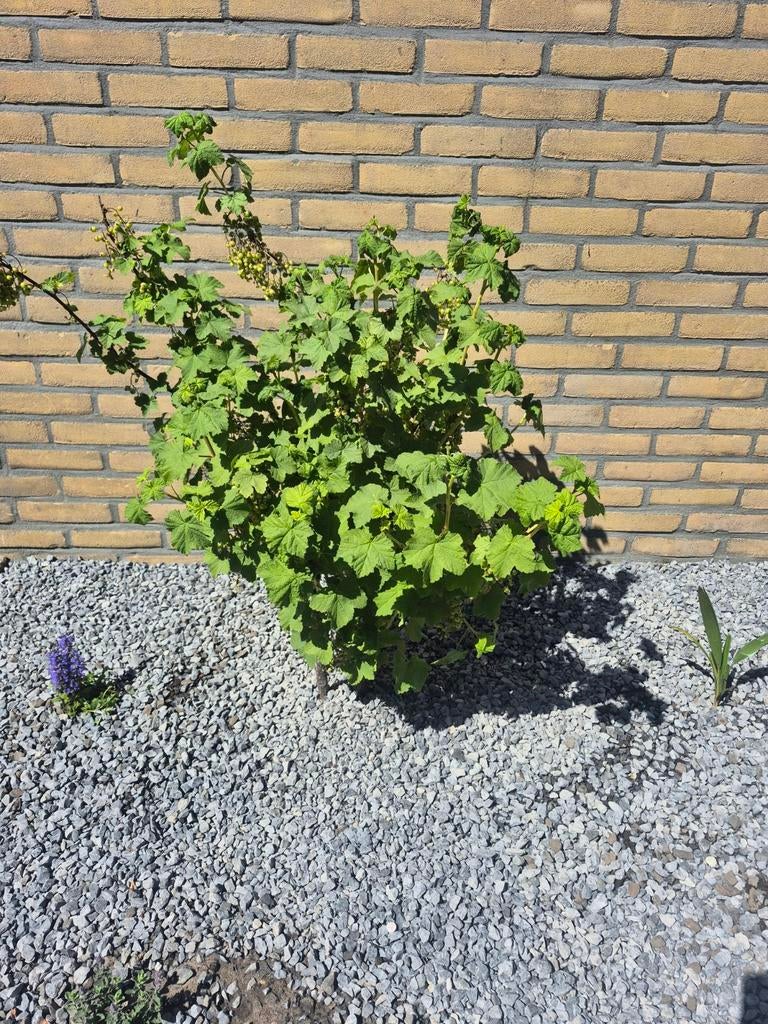 Rode bessenstruik - Verse bessen uit eigen tuin - gratis, Tuin en Terras, Planten | Fruitbomen, Minder dan 100 cm, Lente, Overige soorten