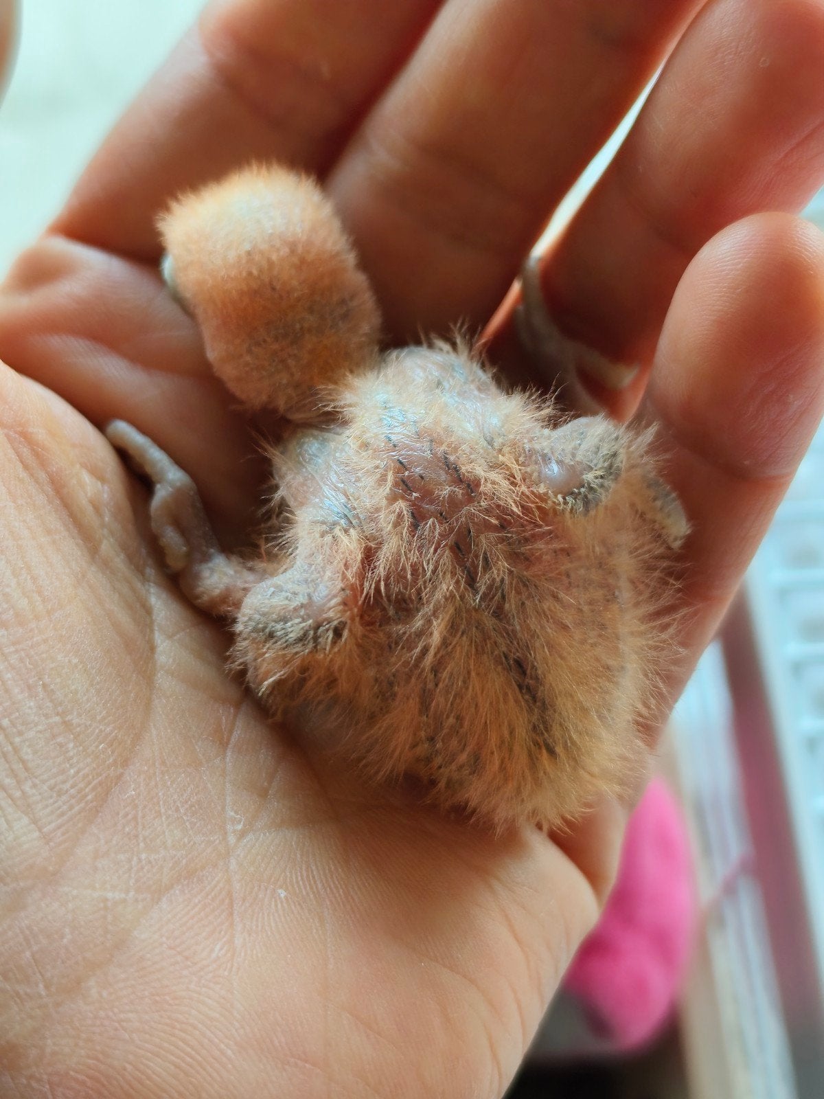 jong agaponis, Dieren en Toebehoren, Vogels | Parkieten en Papegaaien, Geslacht onbekend, Dwergpapegaai of Agapornis, Geringd