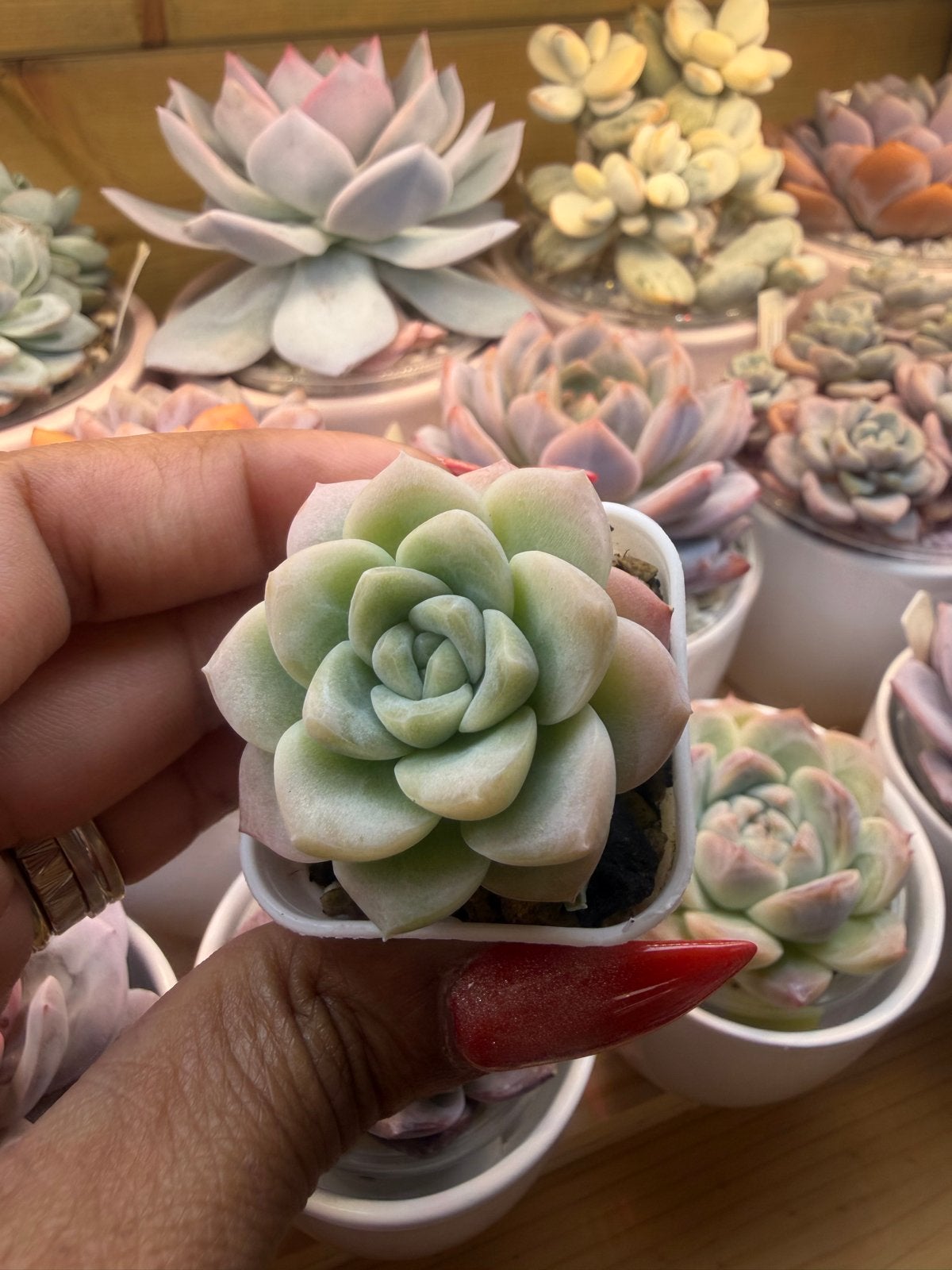 Echeveria Cream 4cm - Prachtige Succulent, Overige soorten, Volle zon, Vaste plant, Verzenden